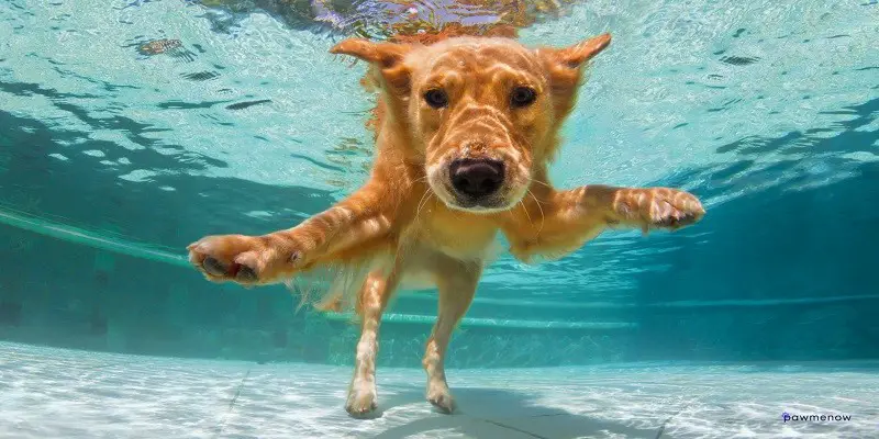 How Long Can Dogs Hold Their Breath Underwater