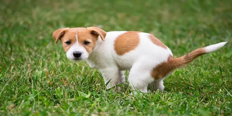 How Long Can Dogs Hold Their Poop