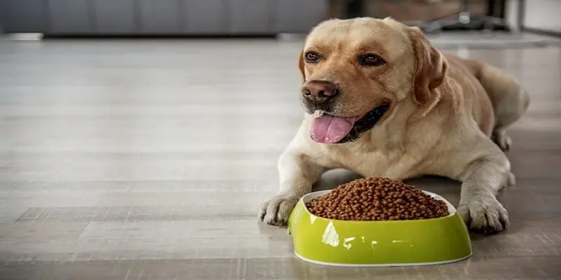 How Long Can Dry Dog Food Sit Out