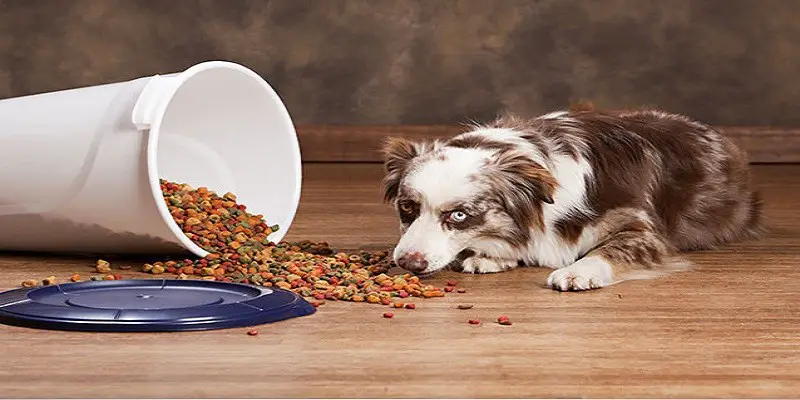How Long Can Wet Dog Food Sit Out