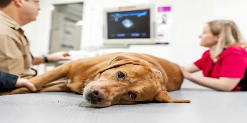 How Many C-Sections Can A Dog Have Safely