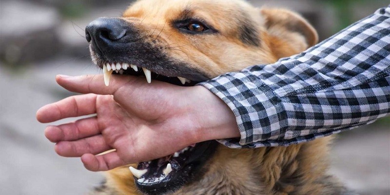 How Much Can I Sue For A Dog Bite
