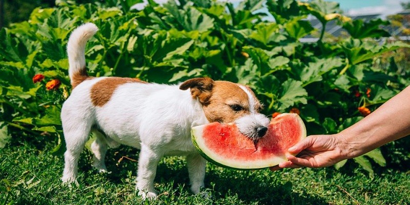 How Much Watermelon Can A Dog Eat A Day