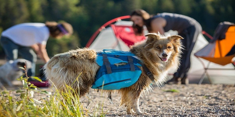 How Much Weight Can A Dog Carry In A Backpack
