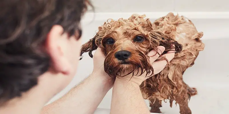 How To Bathe A Dog After Flea Treatment