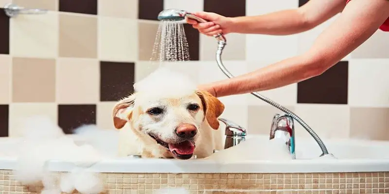 How To Bathe A Dog After Neutering