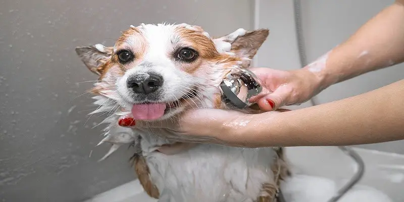 How To Bathe A Dog After Spaying