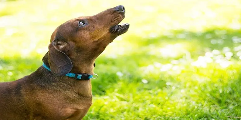 How To Get Your Dog To Stop Barking When You Leave