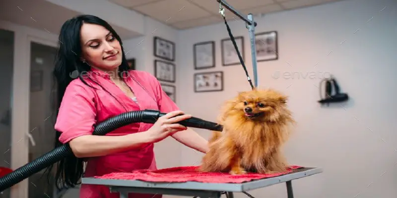 How to Choose a Dryer for Dog Grooming