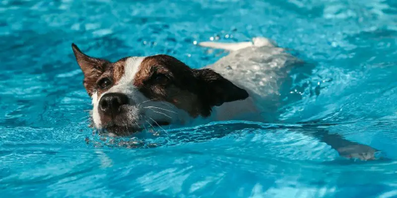 Is It Bad For A Dog To Swim Everyday