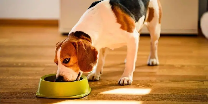 Meal Prep for Dogs An Owner's Guide