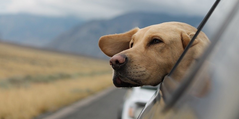 Must-Have Apps for Pet-Friendly Travel