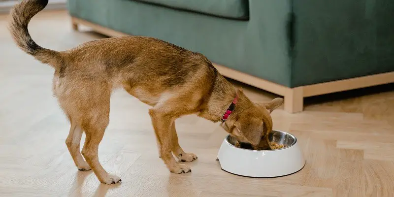 Nutrition Essentials How to Make Informed Decisions About Your Dog's Food