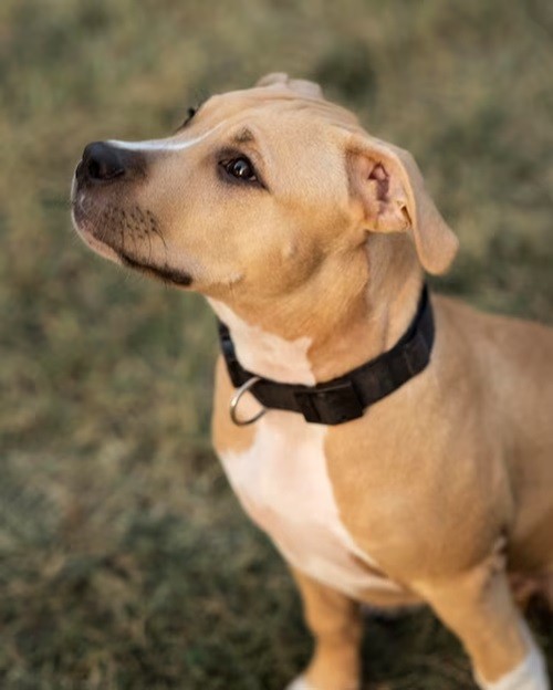 Pros and Cons of Using a Neck Collar for Leash Pulling