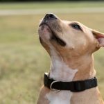 The Battle of Leash Pulling Neck Collar vs. Chest Harness for Dogs