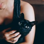 Understanding Domestic Cats Better Features, Behaviors, and More!