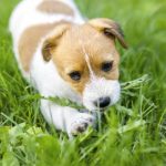 Why Do Puppies Eat Grass
