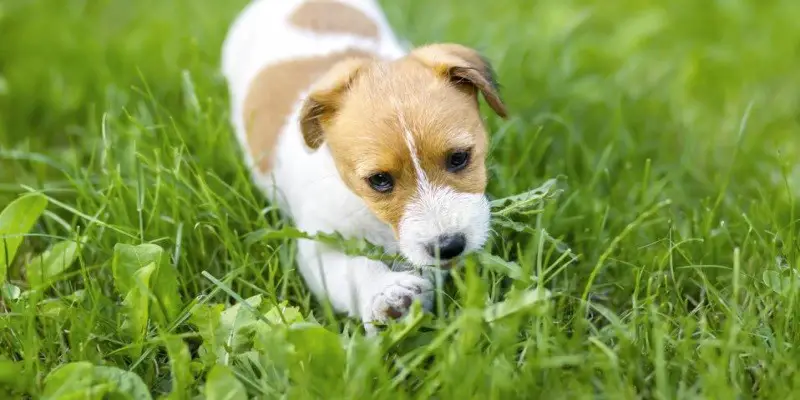 Why Do Puppies Eat Grass