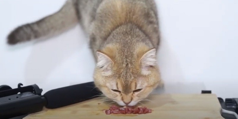Are Chicken Hearts Healthy For Cats