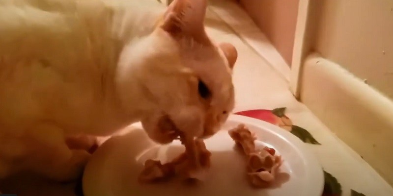 Can A Cat Eat A Chicken Bone