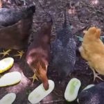 Can Chickens Eat Cucumbers
