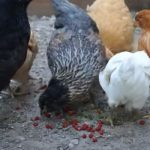 Can Chickens Eat Strawberry Tops