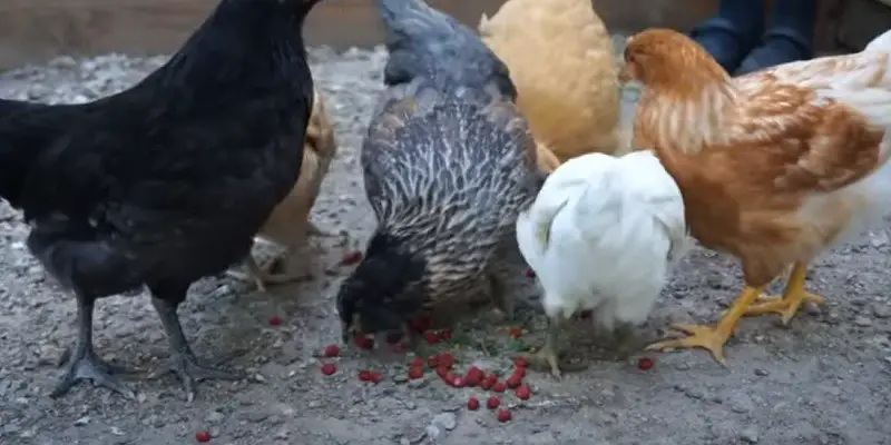 Can Chickens Eat Strawberry Tops