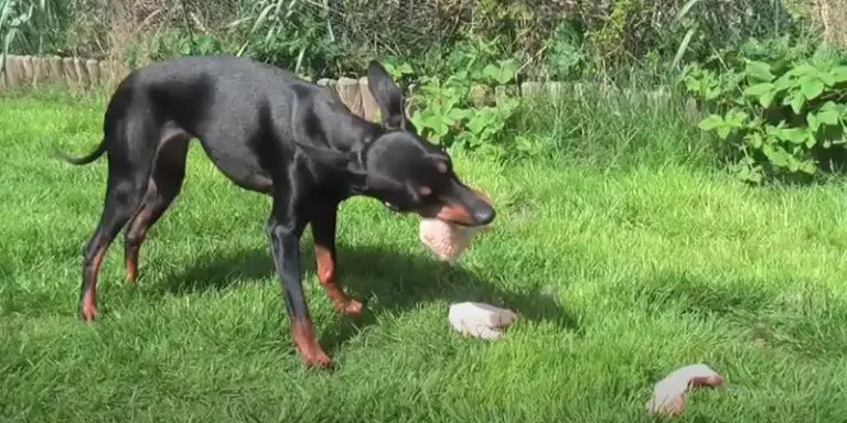 can-dogs-eat-raw-chicken-wings