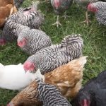 Can I Keep Different Chicken Breeds Together