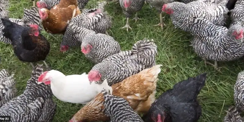 Can I Keep Different Chicken Breeds Together