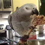 Can Parrots Eat Chicken