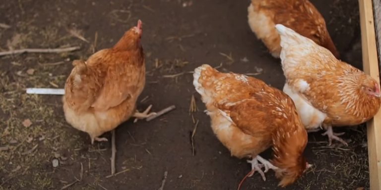 how-long-can-a-chicken-live-with-an-impacted-crop