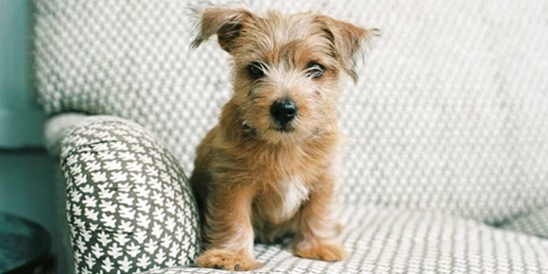 Living with Multiple Animals in Your House: A Comprehensive Guide ...