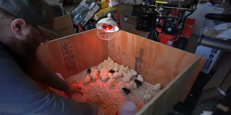 When Does Tractor Supply Get Chicks