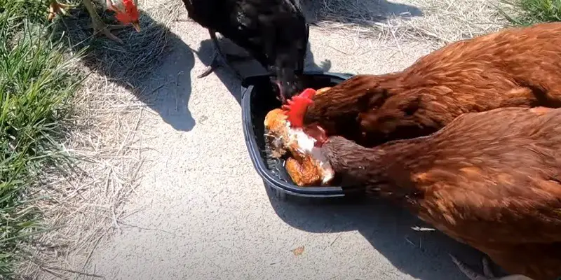 Can Chickens Eat Chicken
