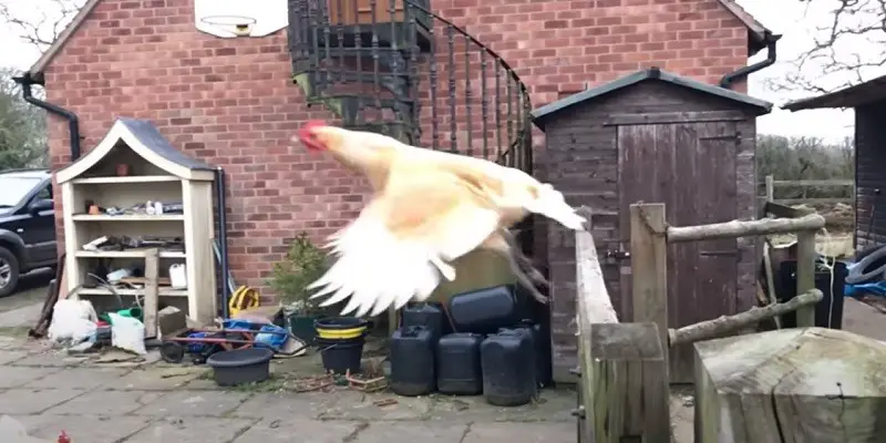 Can Chickens Fly