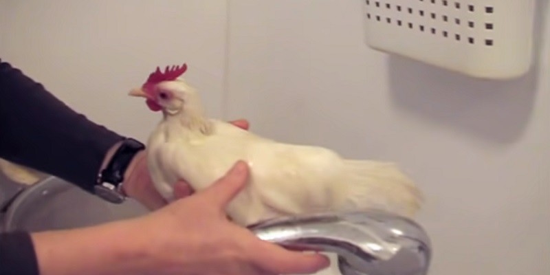 Can You Bathe A Chicken