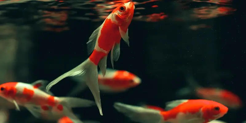 From Guppies to Goldfish Finding the Perfect Fish for Your Aquarium