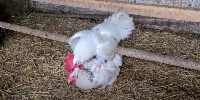 How Do Chickens Mate