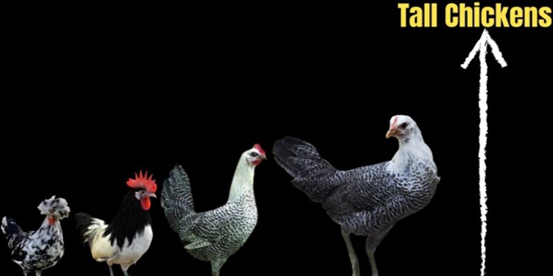 How Tall Are Chickens