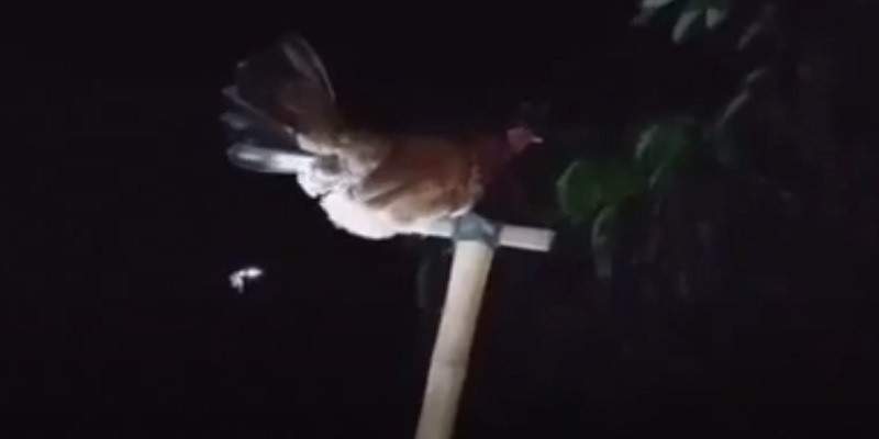 How To Catch A Chicken At Night