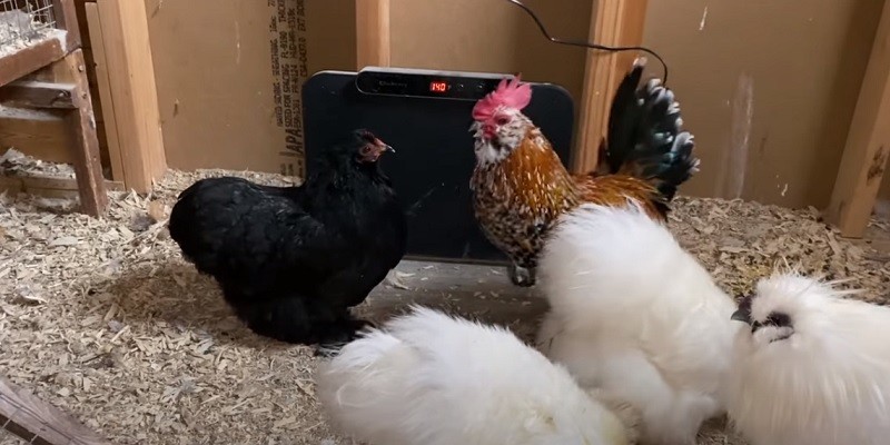 How To Heat A Chicken Coop