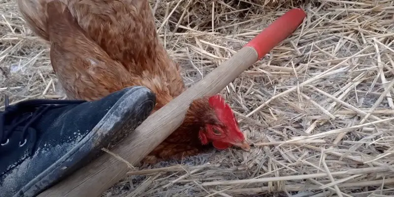 How To Humanely Euthanize A Chicken