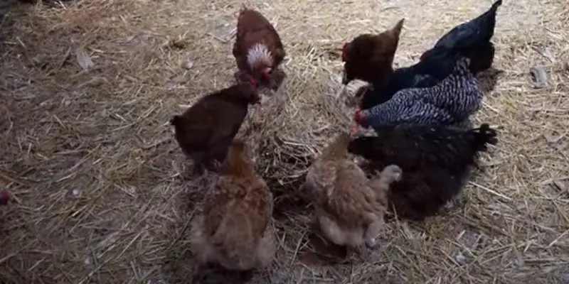 How To Keep Chickens Warm In Winter