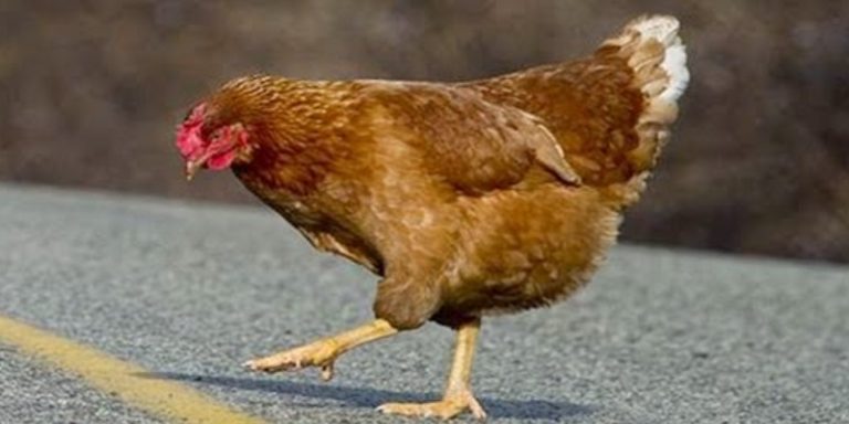 Why Did The Chicken Cross The Playground?