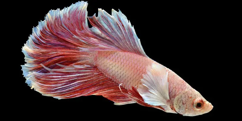 Complete Guide to Female Betta Fish Care: Comprehensive Tips and Tricks