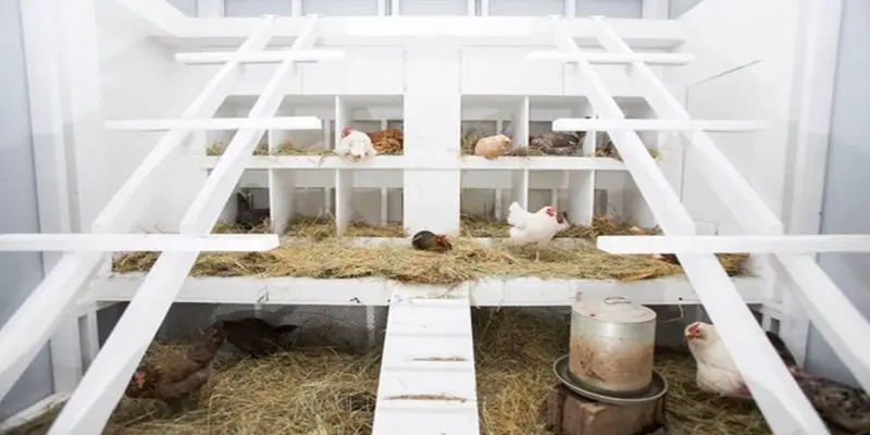 8 Must-Have Features in Your Chicken Coop