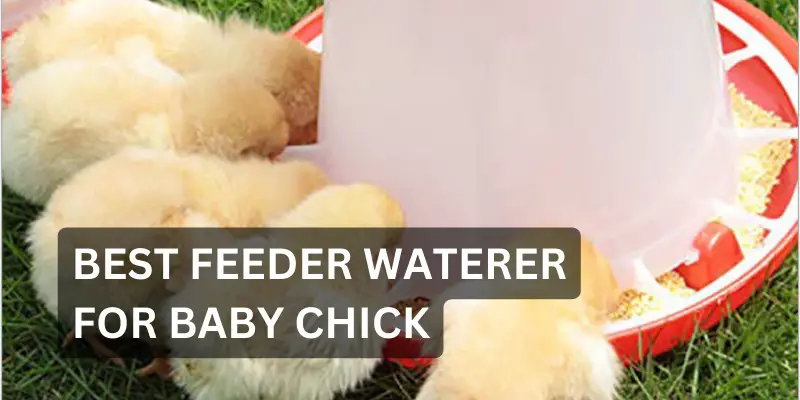 10 Best Feeder Waterer For Baby Chick