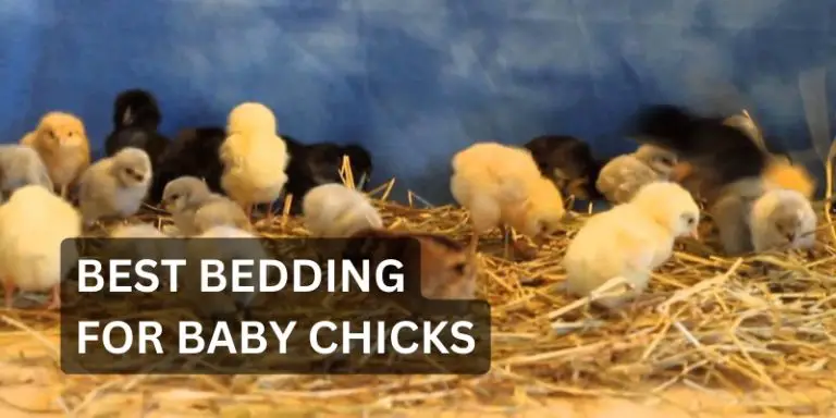 Best 2024 ᐅ 10 Bedding For Baby Chicks