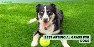 Best Artificial Grass for Dogs